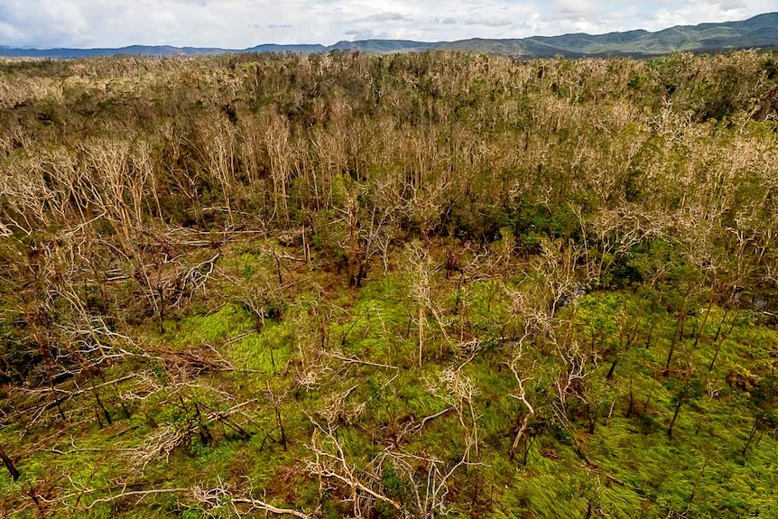 Aerial view of fallen trees throughout Iron Range National Park savannah.