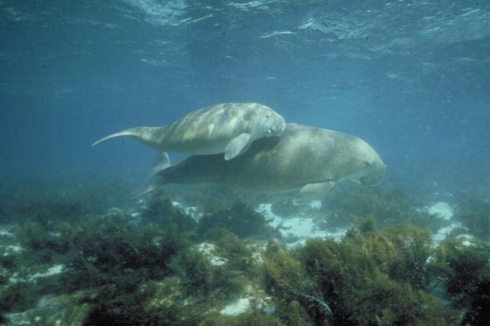 Un veau dugong et sa mère nageant