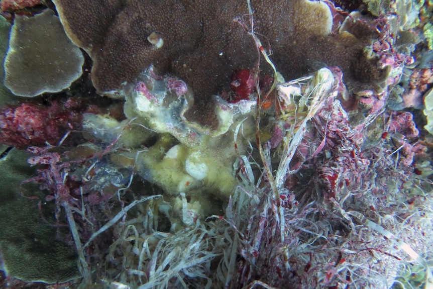 Coral in contact with plastic shows signs of disease