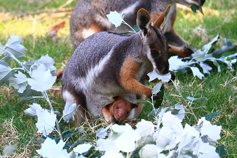 Orphaned kangaroo tree joey