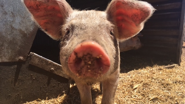 A piglet looks at the camera.