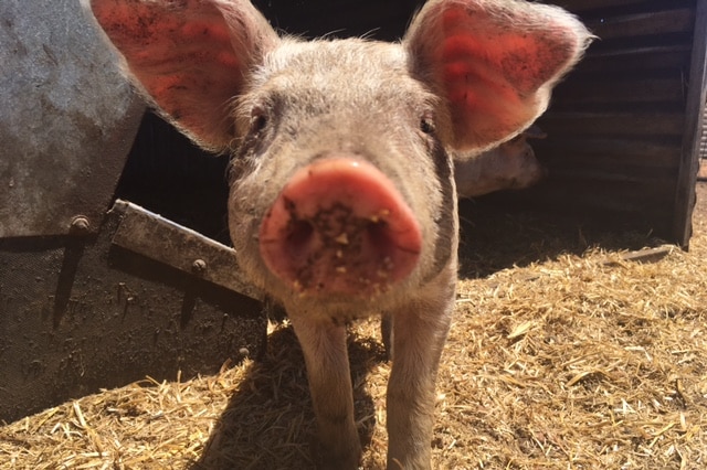 A piglet looks at the camera.