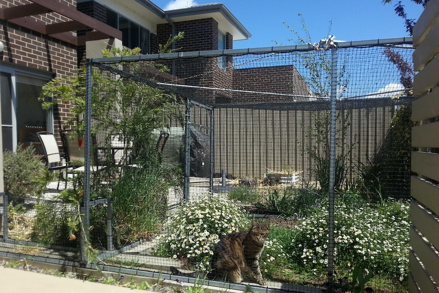 Morgan Wilson's cat containment area in his frontyard.