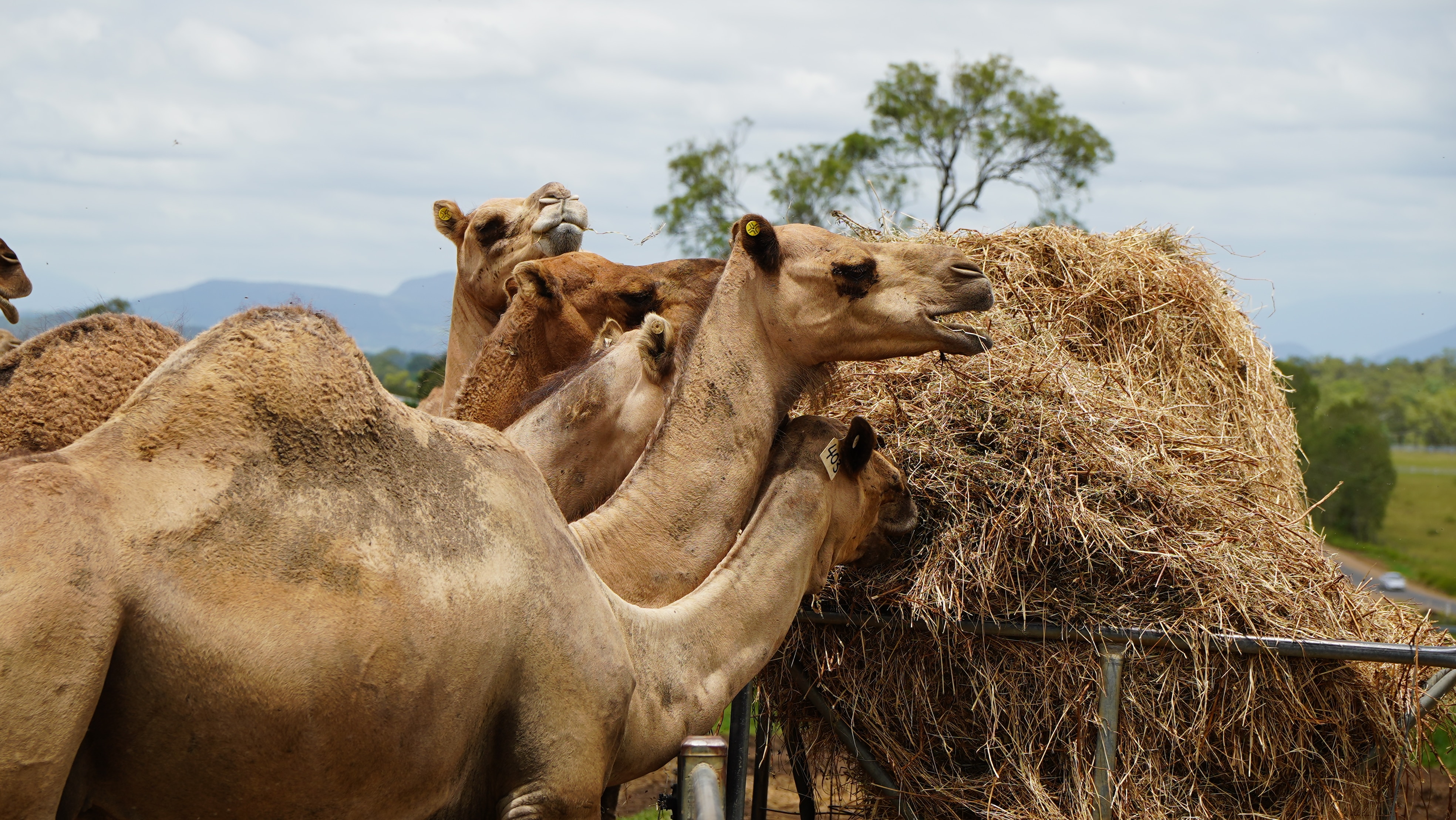 Un granjero con un camello.