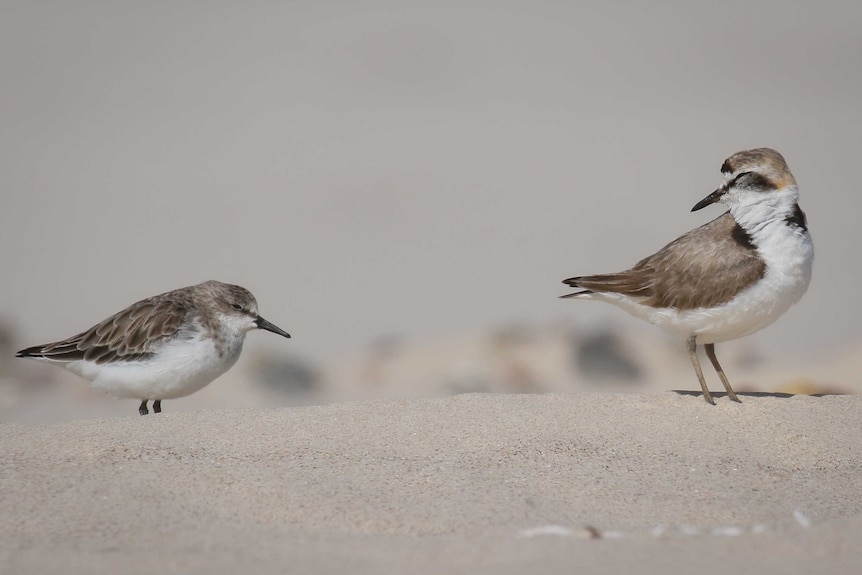 Two small white and brown birds with black beaks