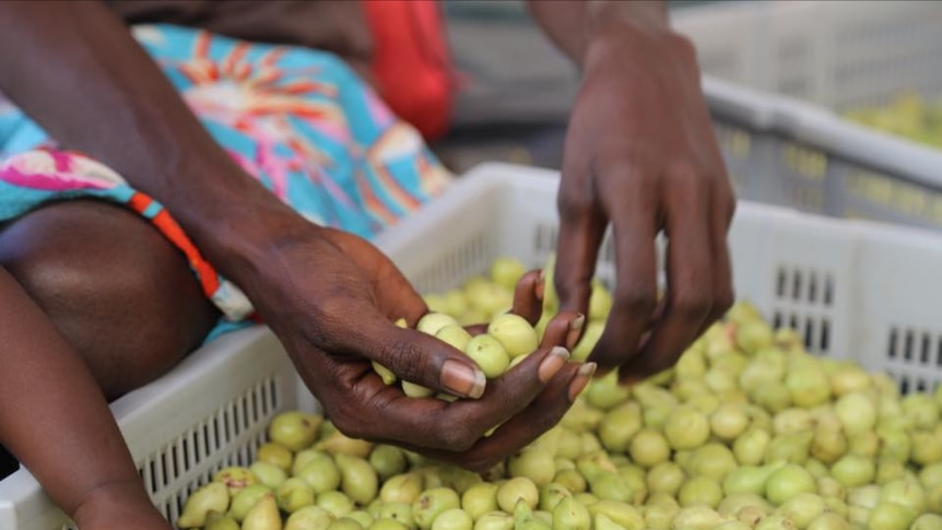 Plums in hand