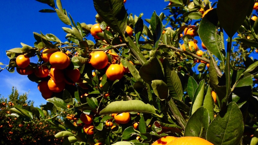 Record crop for Australian citrus growers