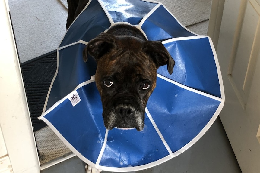 A boxer in a blue cone collar looks sad at the camera