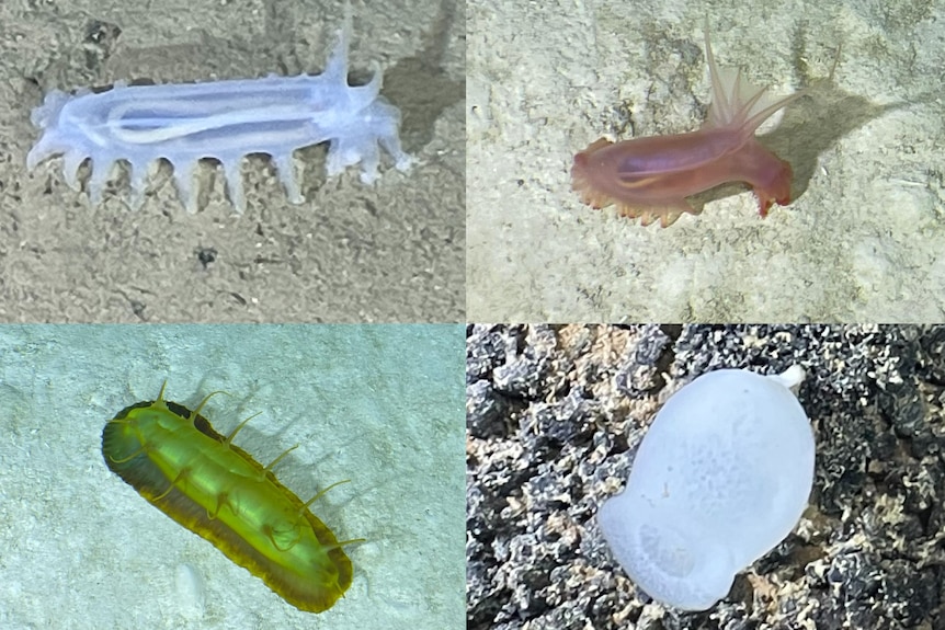 Four images of translucent sea cucumbers.