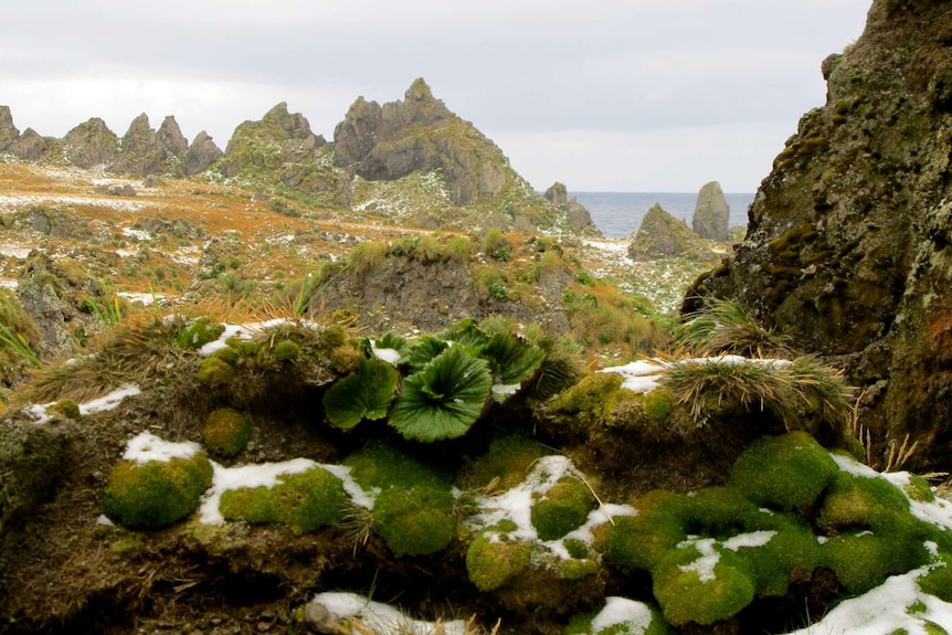 Macquarie Island landscape