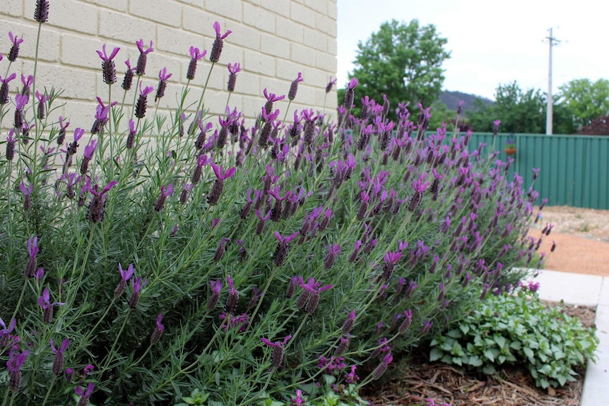 Lavender bushes