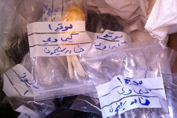 Dead birds in ziploc plastic bags marked with Arabic writing.