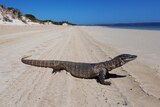 Large goanna lying on a beach with sandill with vegetation and waterline in the background