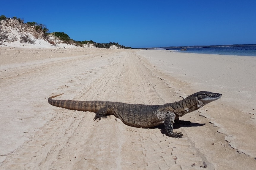 Large goanna lying on a beach with sandill with vegetation and waterline in the background