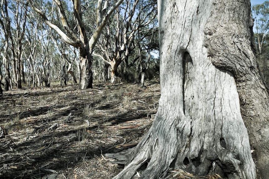 scar tree in Boort