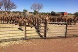 The Ngaanyatjarra Camel Company is developing live camel air export to the Middle East