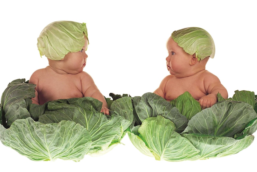 A photograph by Anne Geddes of two babies sitting in cabbages with cabbage leaves on their heads
