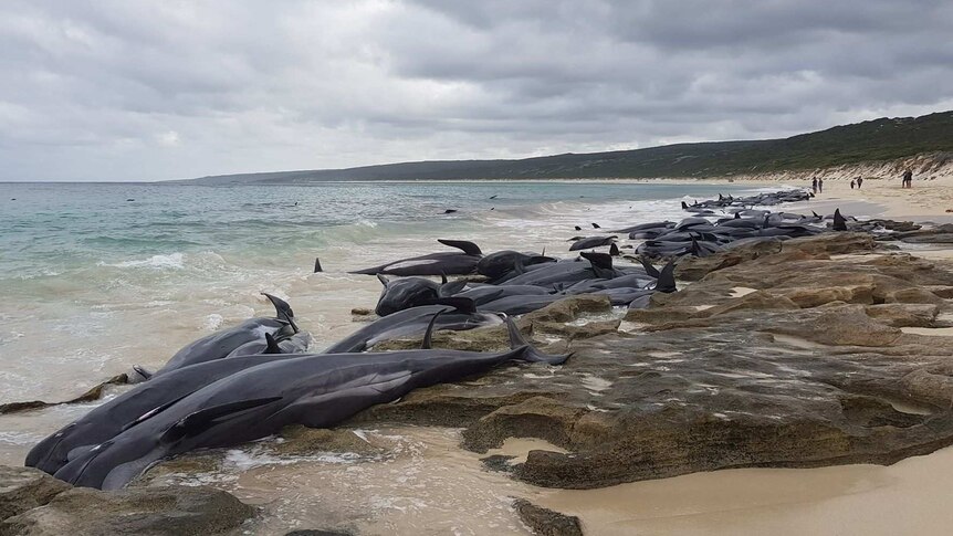 Dozens of whales lie on the sand at beach under a cloudy sky.