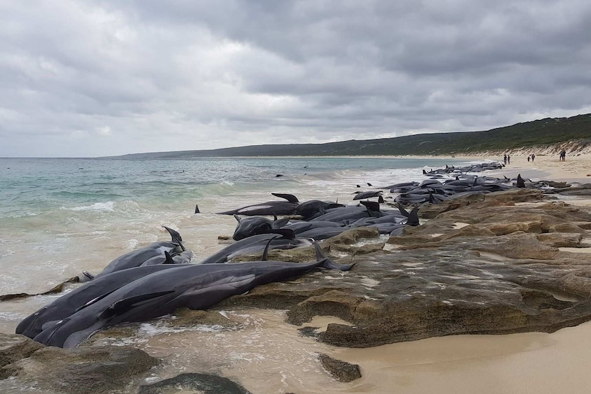 Dozens of whales lie on the sand at beach under a cloudy sky.