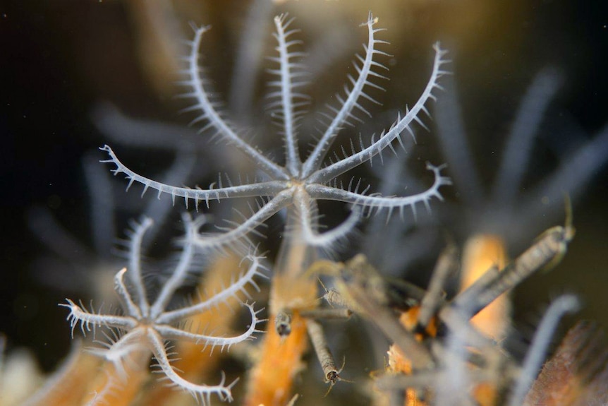 Single soft coral polyp of new genus found in Tamar River.