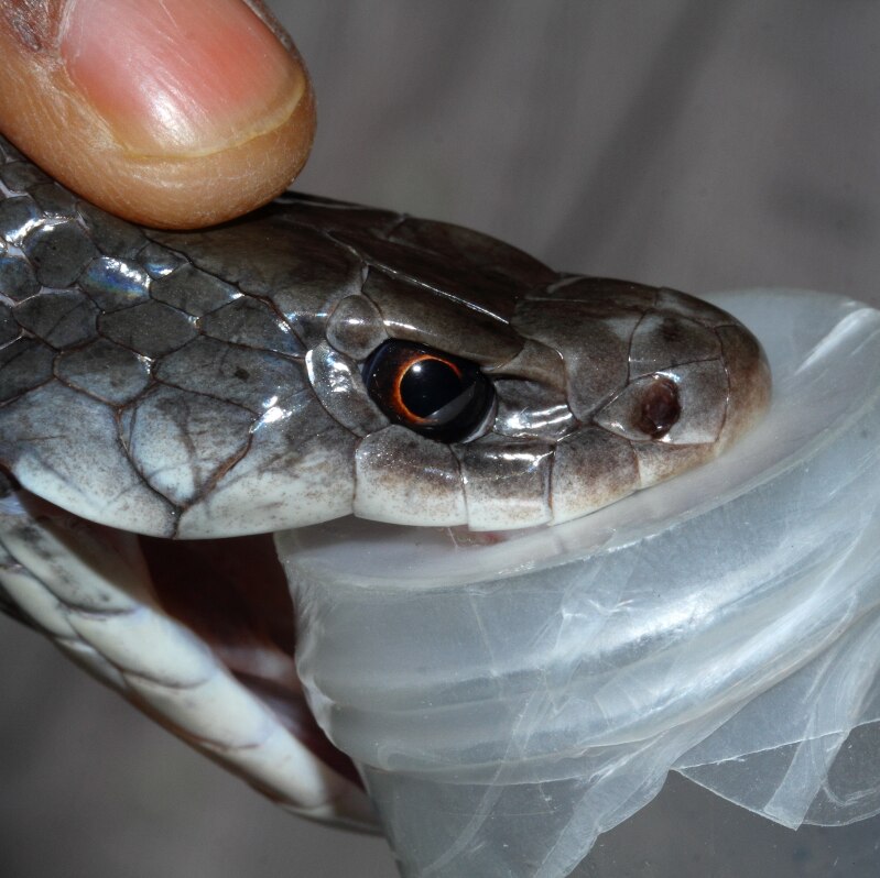 The head of a snake is pushed into a jar so venom from its fangs van be milked