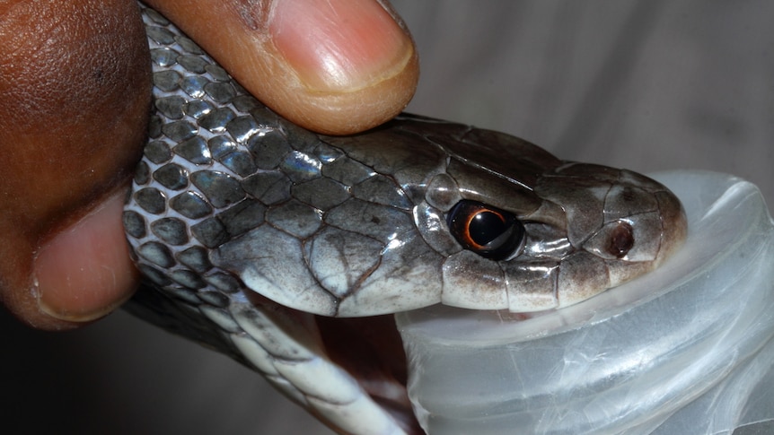 The head of a snake is pushed into a jar so venom from its fangs van be milked