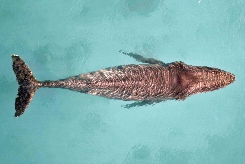 An emaciated female humpback off Dunsborough