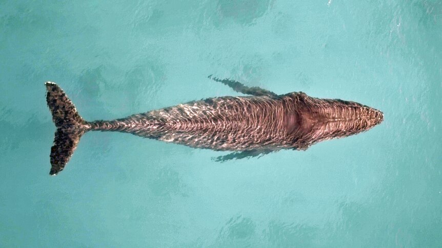 An emaciated female humpback off Dunsborough