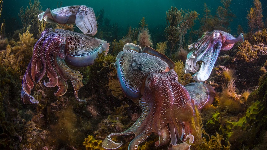 Giant Australian cuttlefish