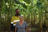 Alan Petersen and Julie Murphy standing between two rows of banana trees.