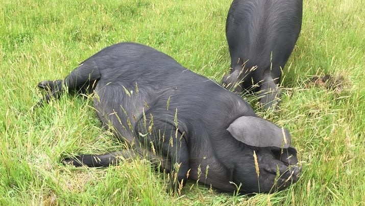 Two rare breed black pigs frolicking in the grass at Eska Farm in the Huon Valley