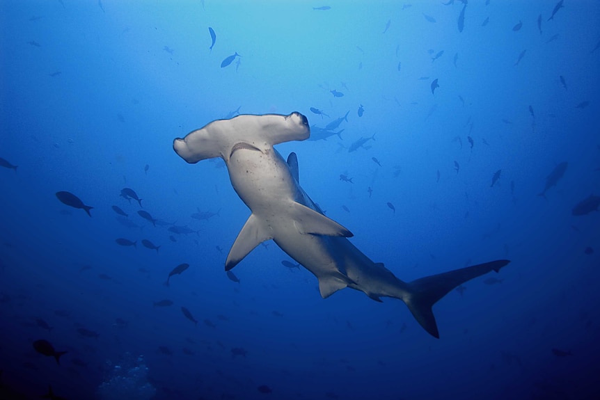 scalloped hammerhead shark