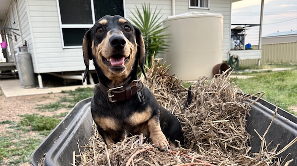 A black and tan dachshund sits on a pile of hay in a wheelbarrow