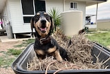 A black and tan dachshund sits on a pile of hay in a wheelbarrow