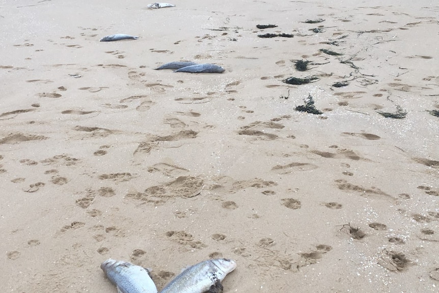 Dead fish along a beach.