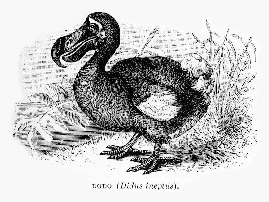 A black and white illustration of a dodo, a chunky bird with a big beak