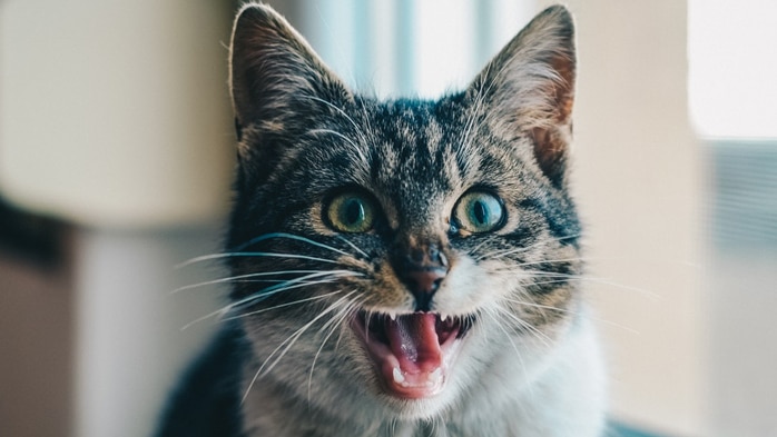 A cat meows at the camera.