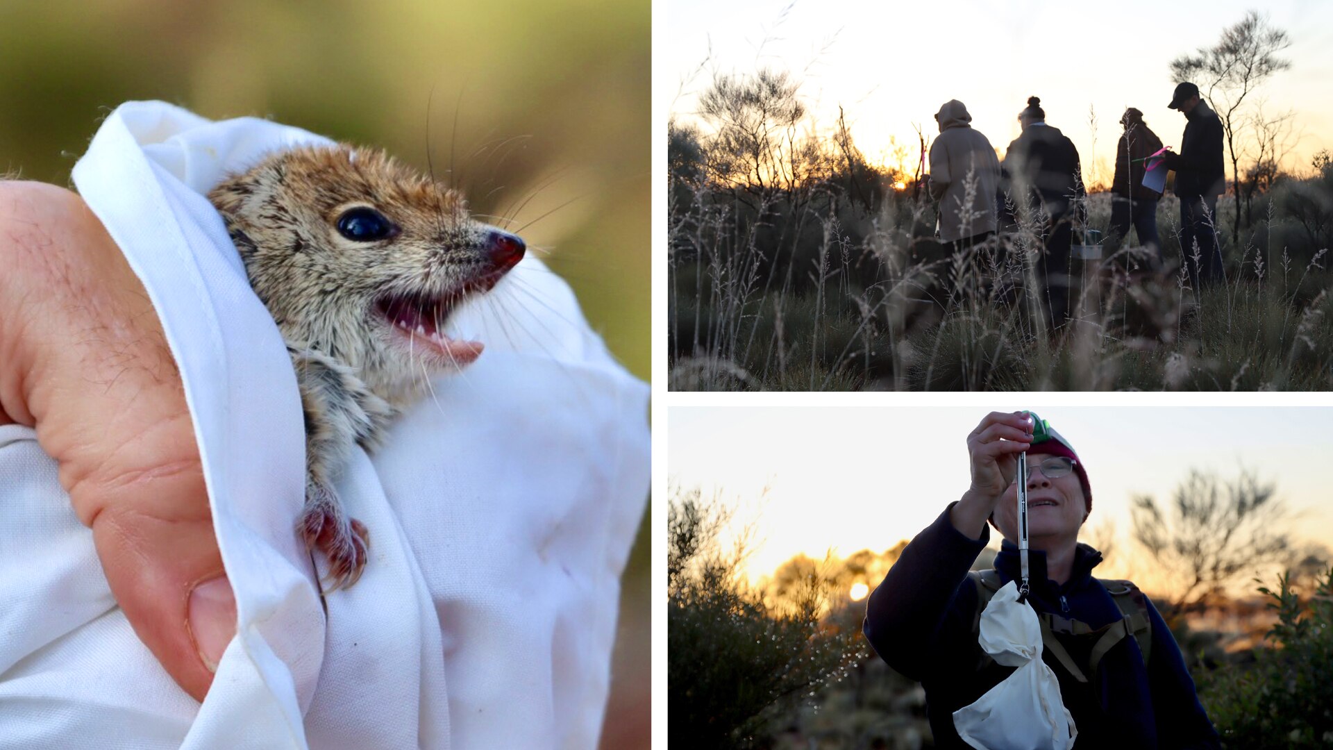 Composite image of a mulgara, and rangers working into the late evening.