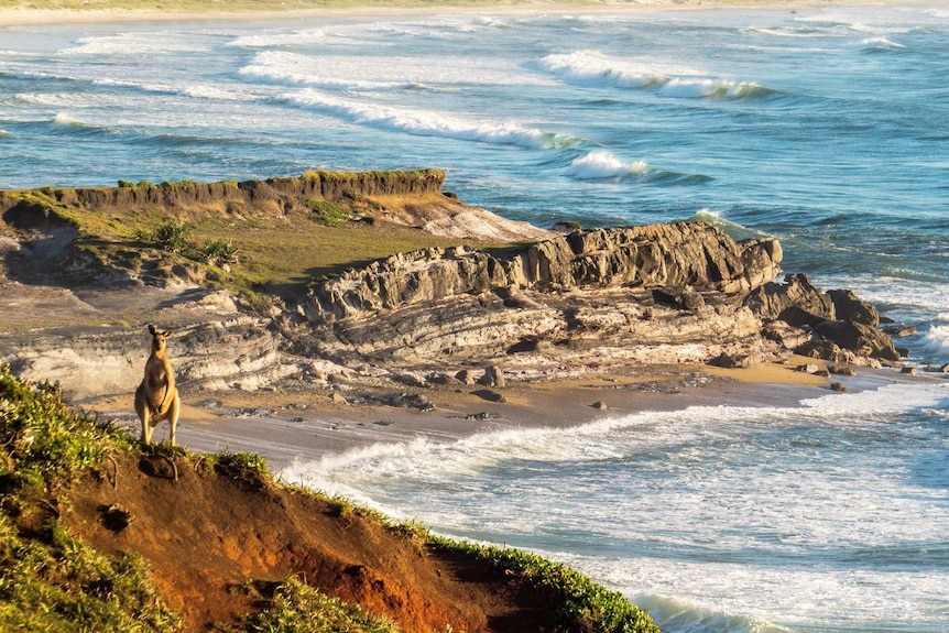 A kangaroo stands on the cliffs over the ocean at Yuraygir National park