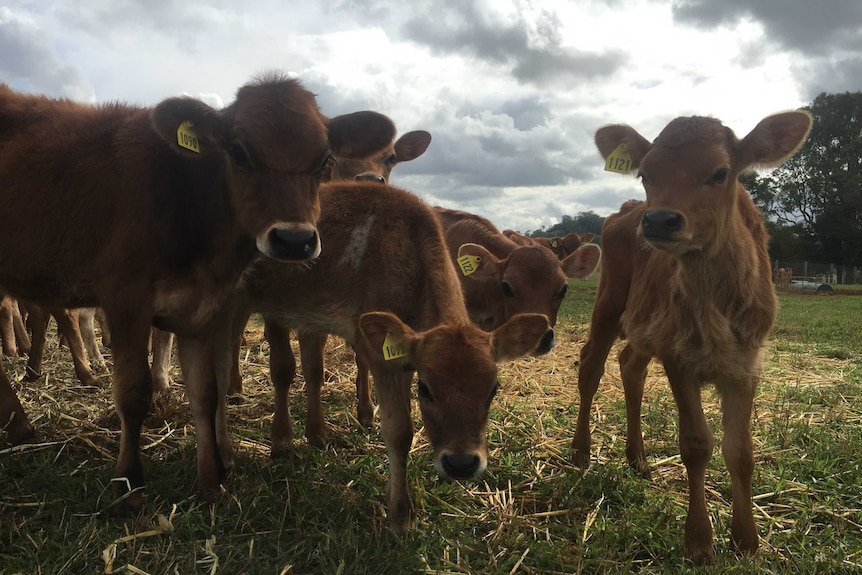 Cute poddy calves looking at the camera.