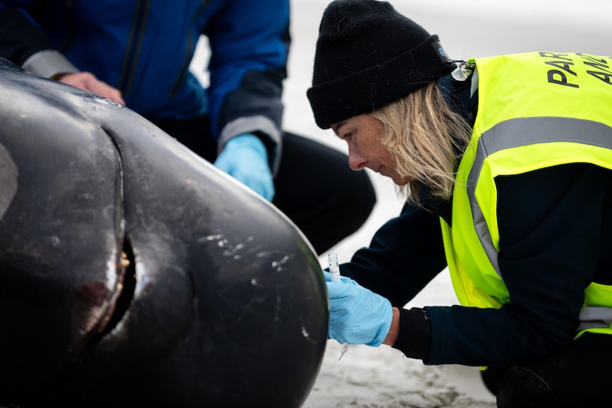 A woman with blonde hair crouches down close to a beached a whale.