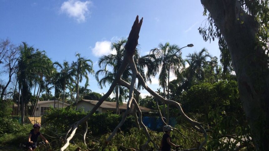 A claw-like tree was felled in Nightcliff while children cycle around it.