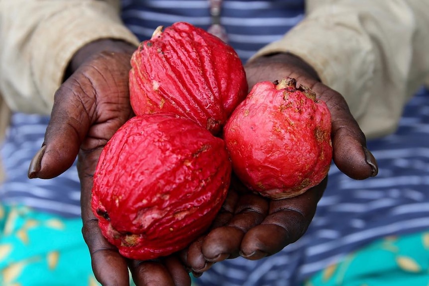 Hands holding three red bush apples