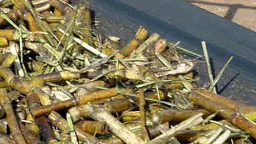 Sugar mills in the Burdekin region in Qld's north will begin processing an estimated 8.1 million tonnes of sugar cane today.