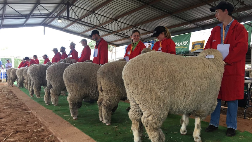 Merino Rams lined up at the Queensland State Sheep Show