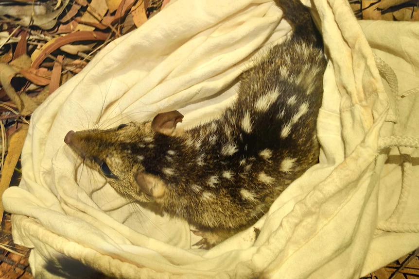 a northern quoll in a sack