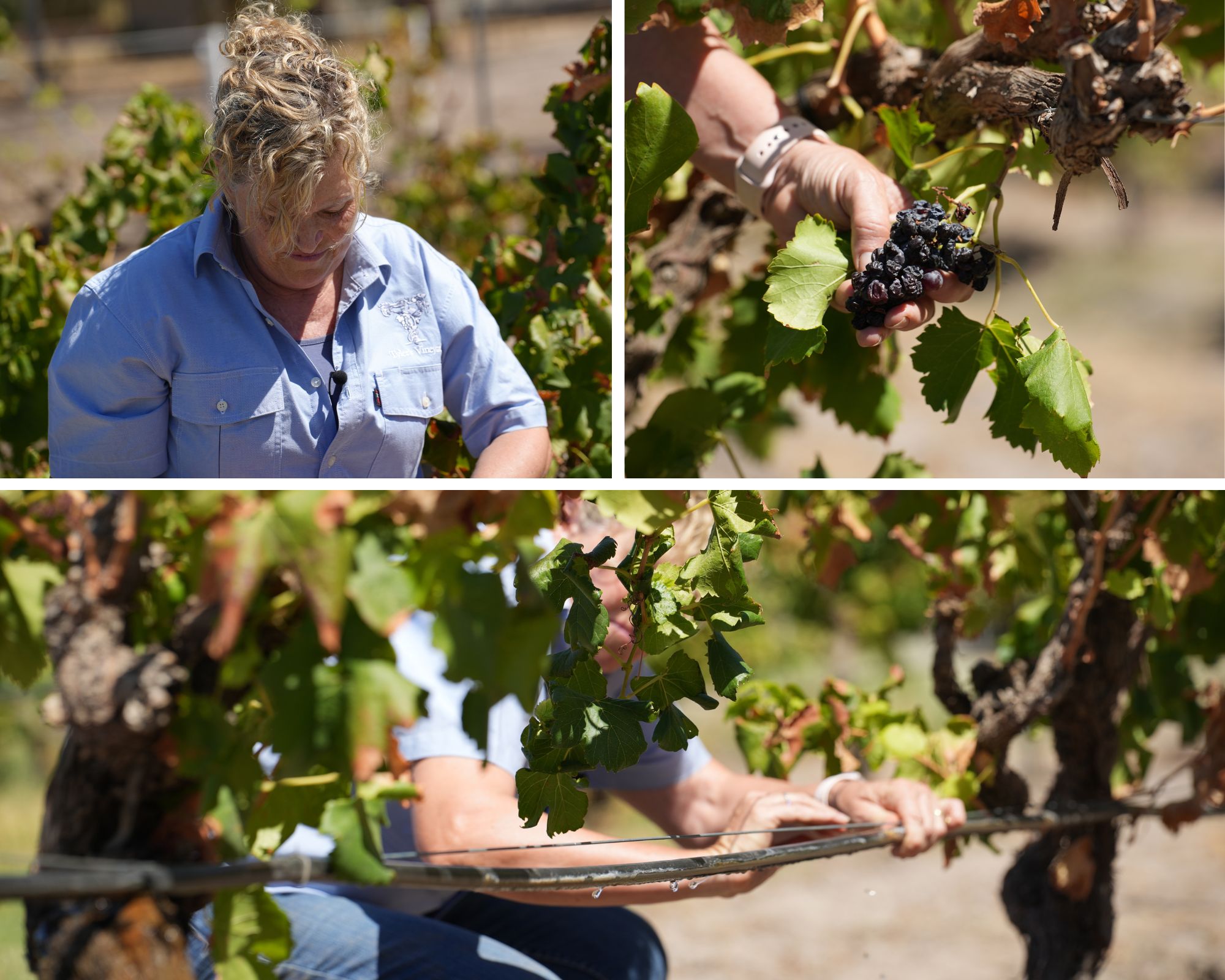 a woman in the vines 