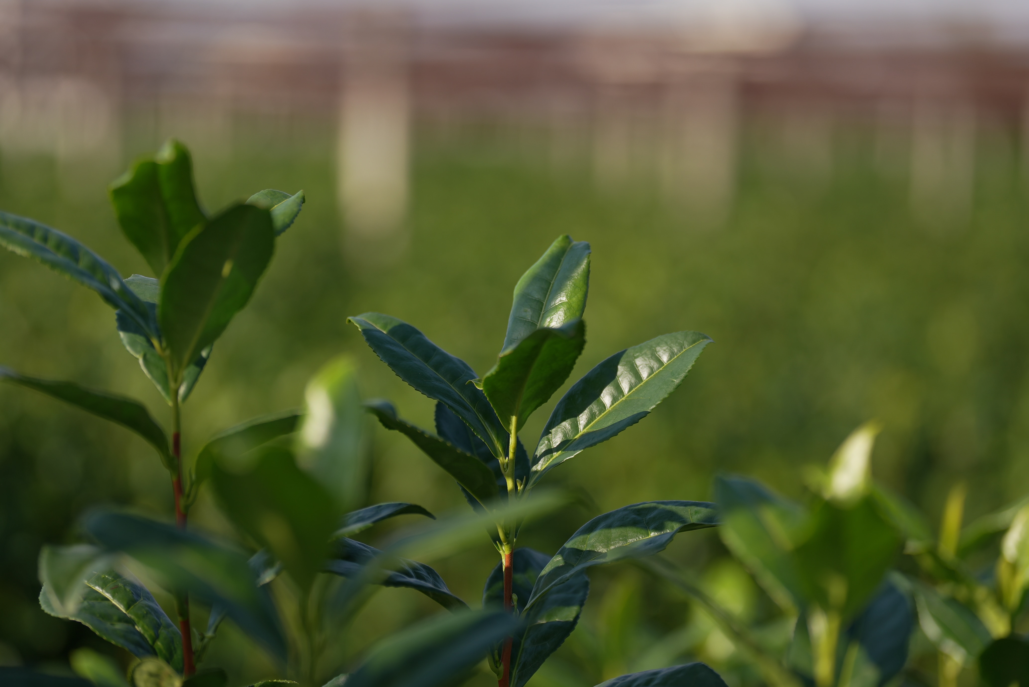 Um close das folhas de uma planta de chá verde.