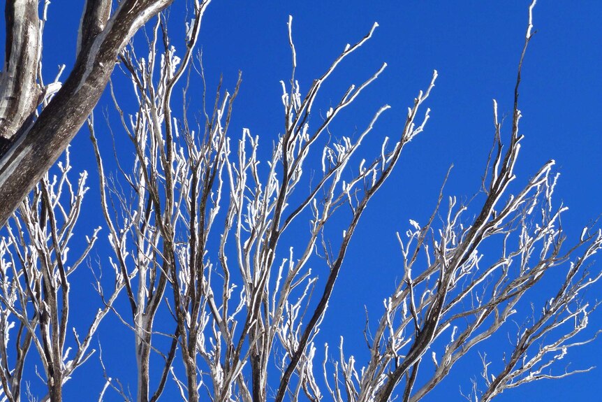 Icy snow gum