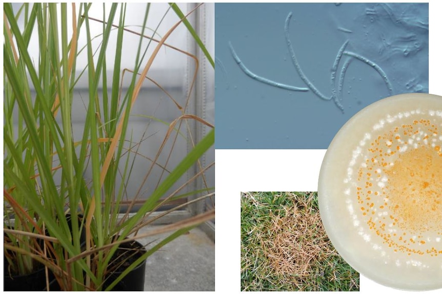 microdochium new species giant rat's tail grass